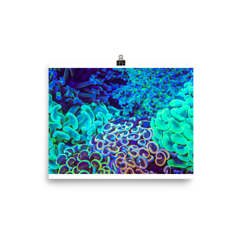 Coral Bouquet - Fine Art Print - Coral Reef Photography Art