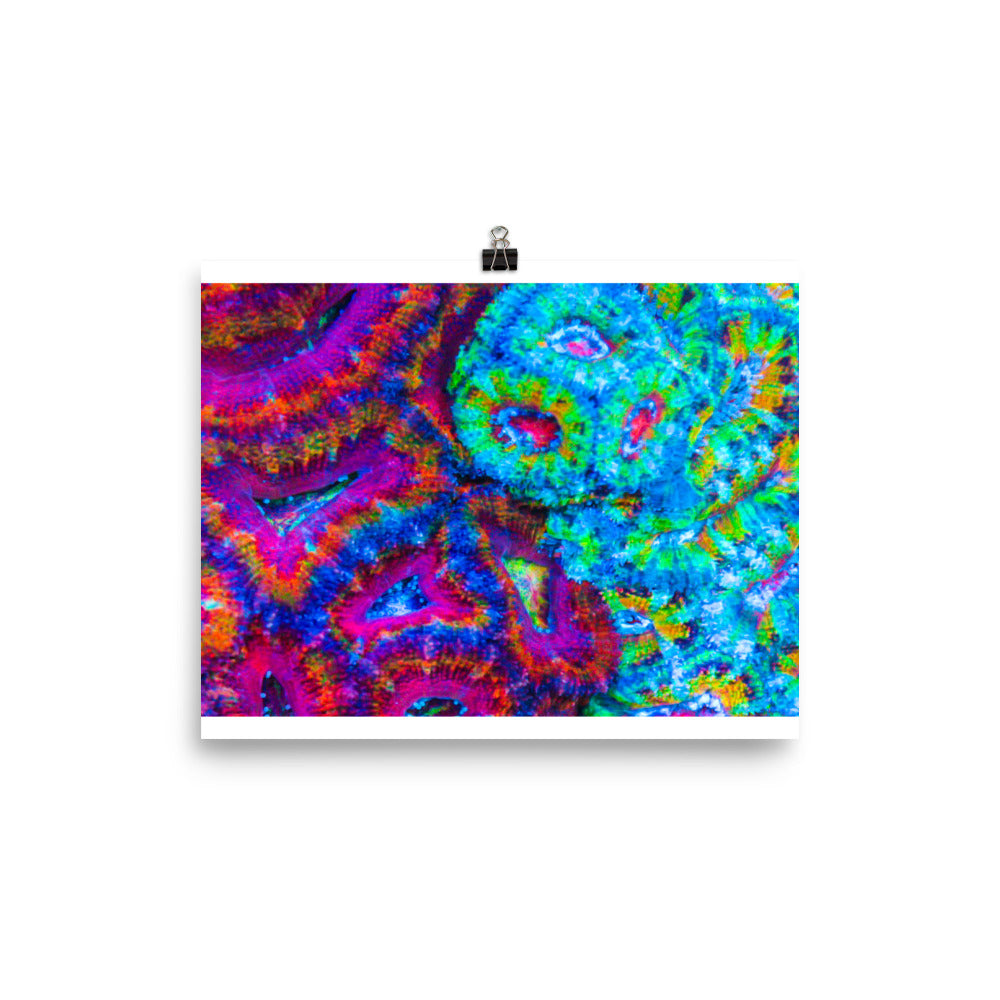 DreamWeaver  - Fine Art Print - Coral Reef Photography Art