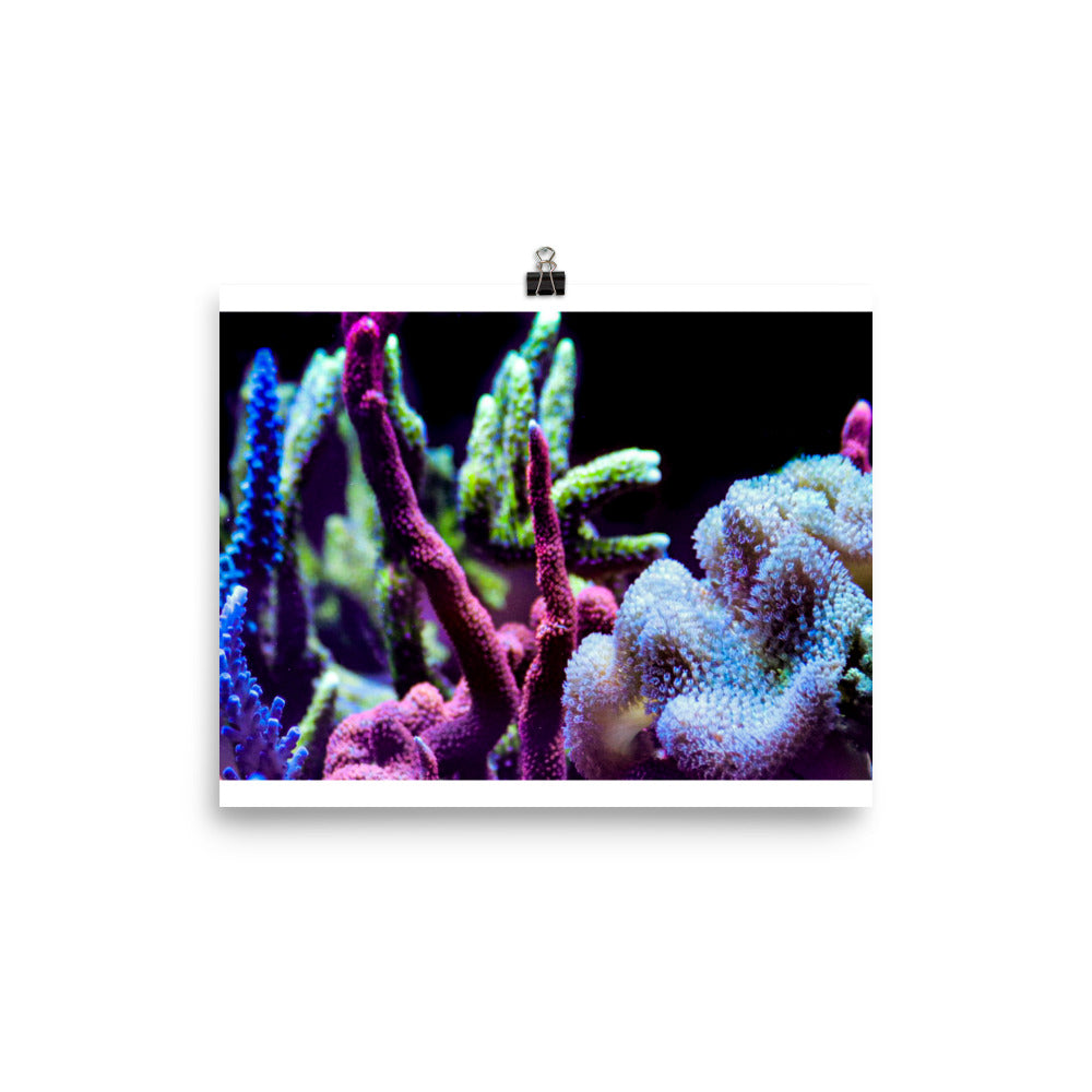 Fairy Garden  - Fine Art Print - Coral Reef Photography Art