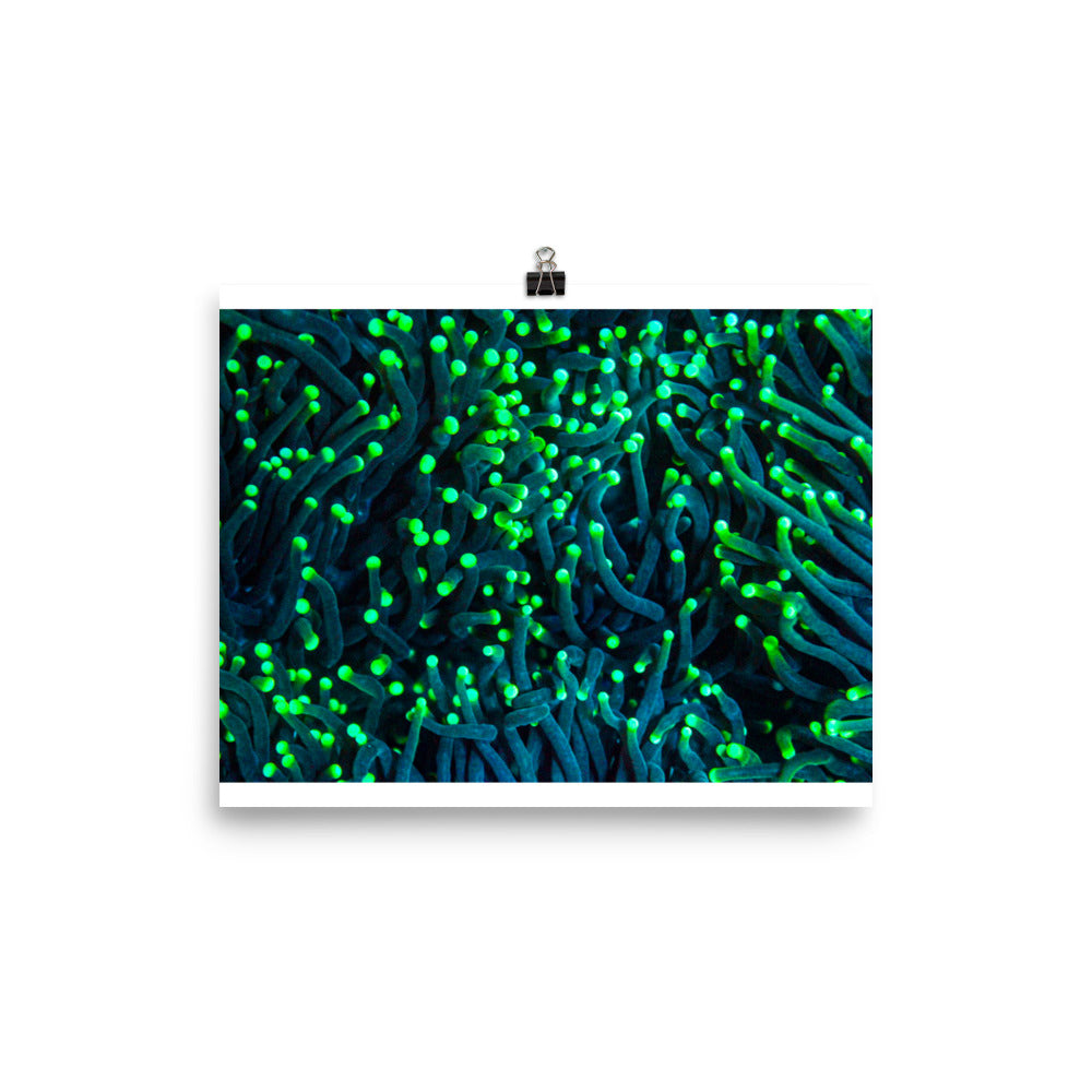 Firefly Rockets  - Fine Art Print - Coral Reef Photography Art