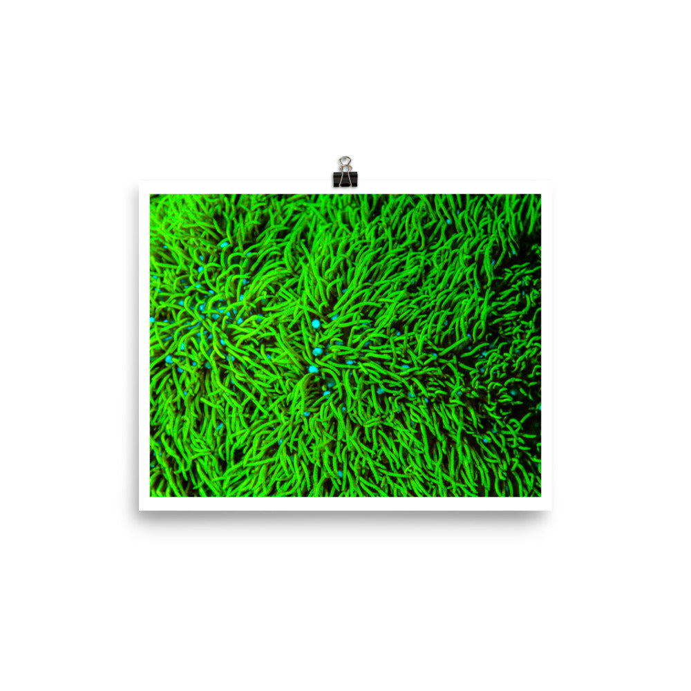Greener Pastures  - Fine Art Print - Coral Reef Photography Art