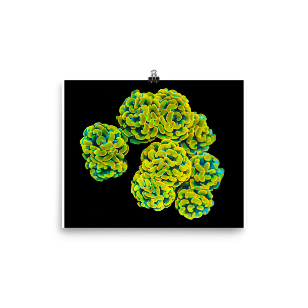 Mystic Marigolds - Fine Art Print - Coral Reef Photography Art