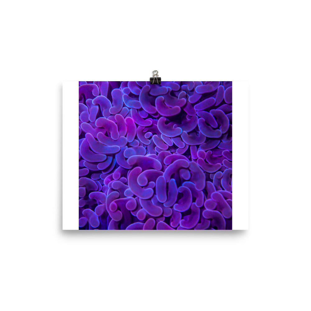 Taro Tide  - Fine Art Print - Coral Reef Photography Art