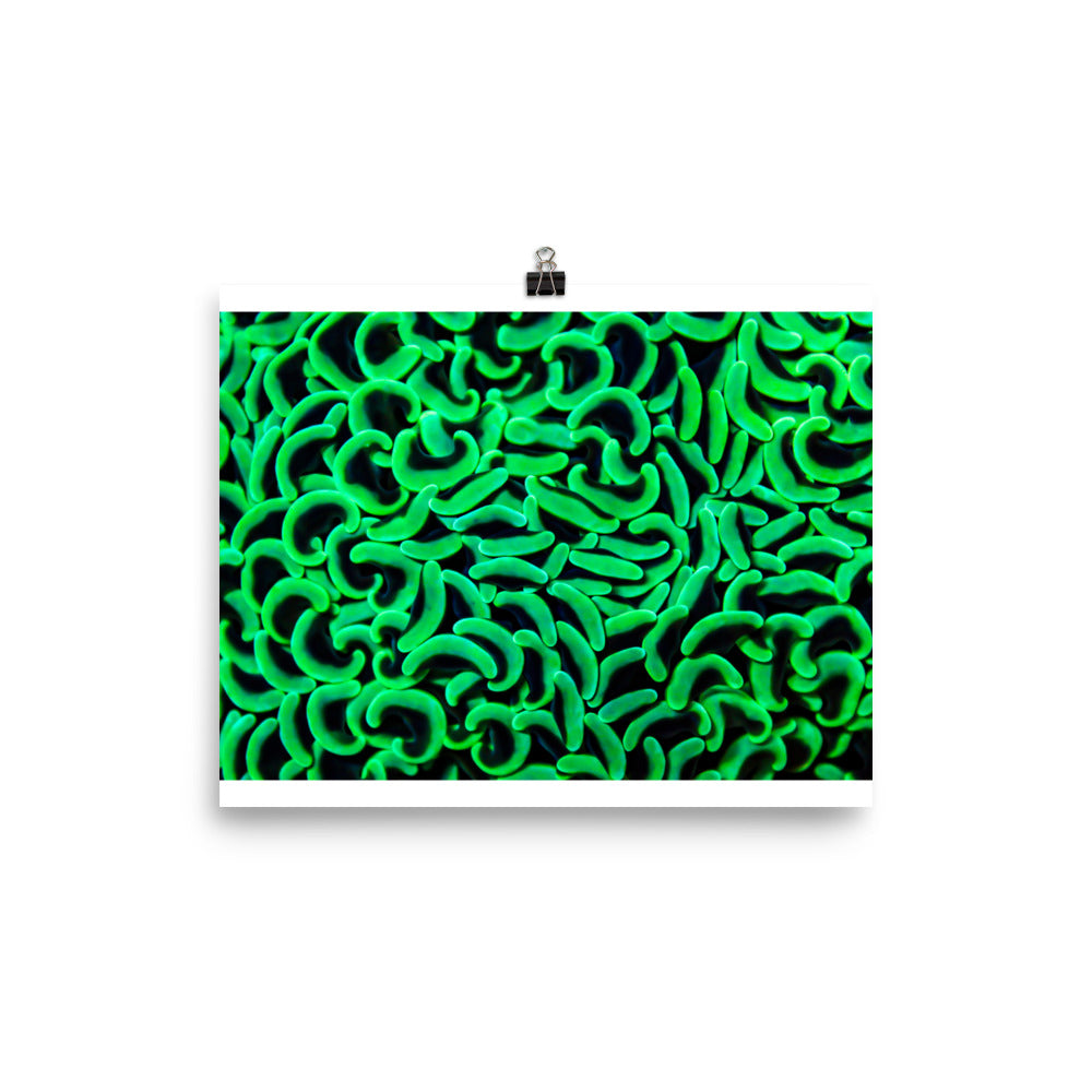 The Riddlers Rug - Fine Art Print - Coral Reef Photography Art