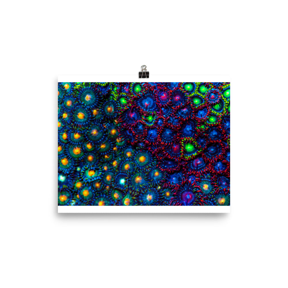 Turf War  - Fine Art Print - Coral Reef Photography Art