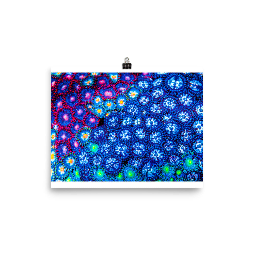 Winter Florals  - Fine Art Print - Coral Reef Photography Art