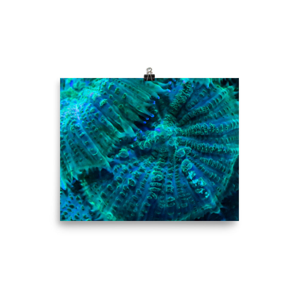 Green Testudo - Fine Art Print - Coral Reef Photography Art