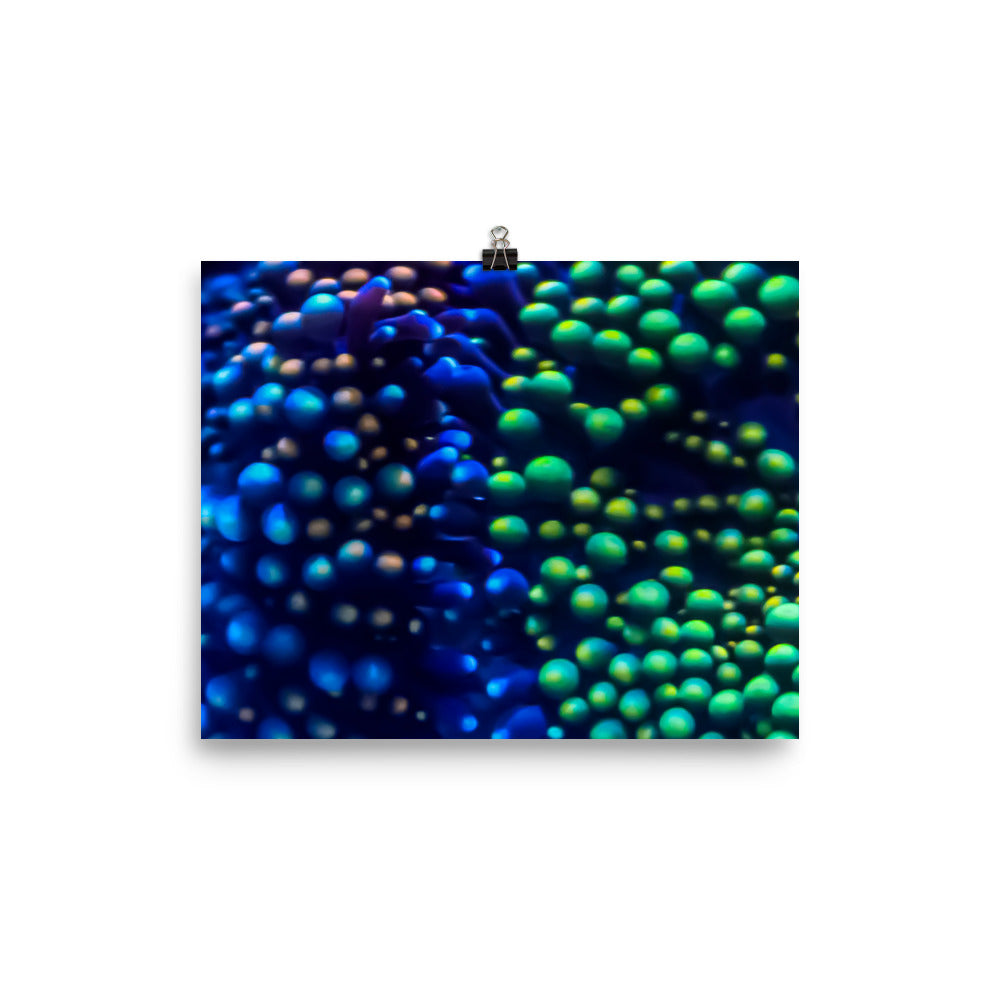 Inside The Equalizer - Fine Art Print - Coral Reef Photography Art