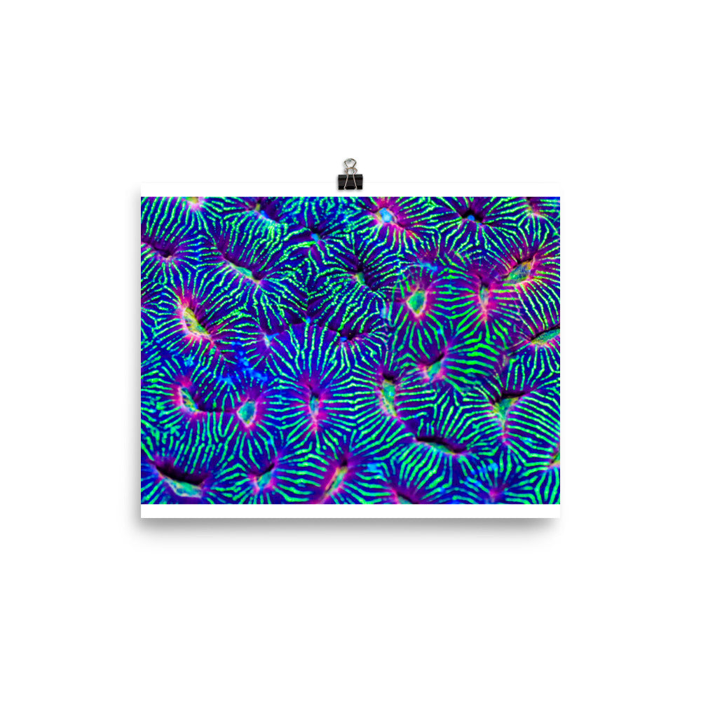 Jungle Stop - Fine Art Print - Coral Reef Photography Art