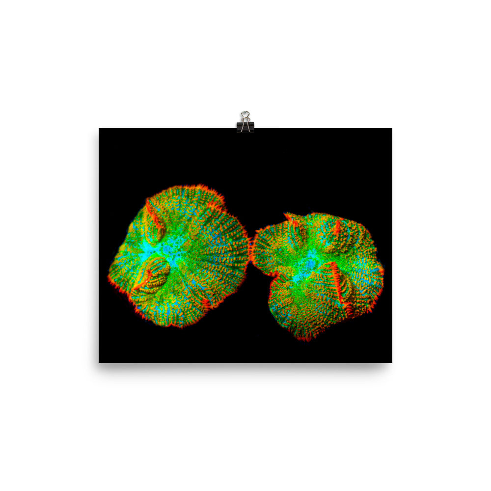 Lizard Frill - Fine Art Print - Coral Reef Photography Art