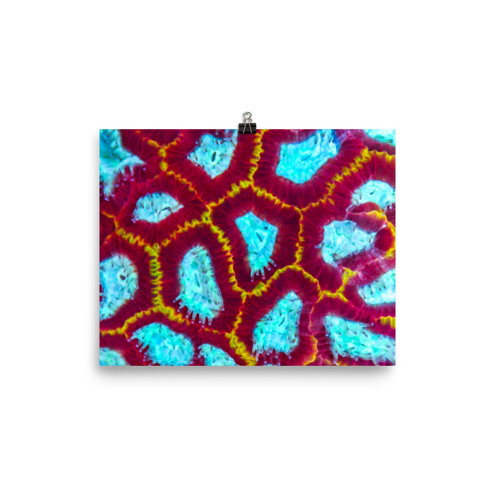 Arc Reactor - Fine Art Print - Coral Reef Photography Art