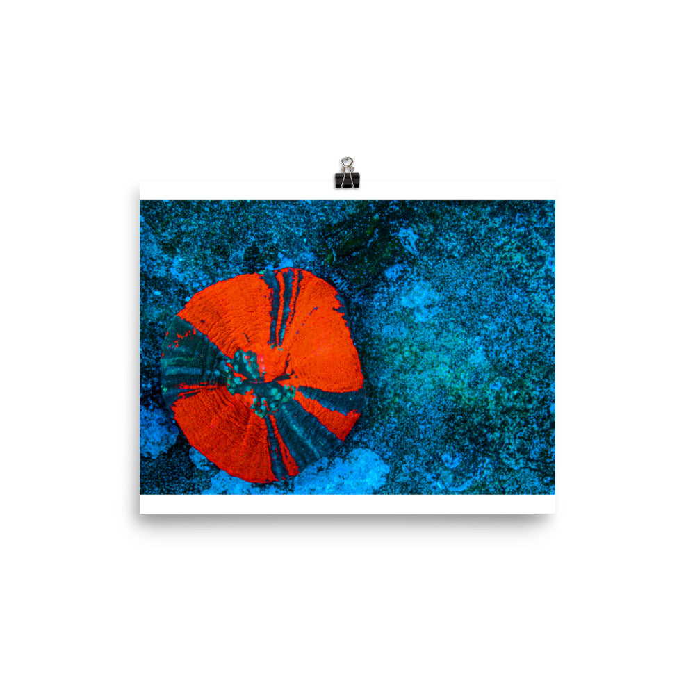 Artic Edge - Fine Art Print - Coral Reef Photography Art