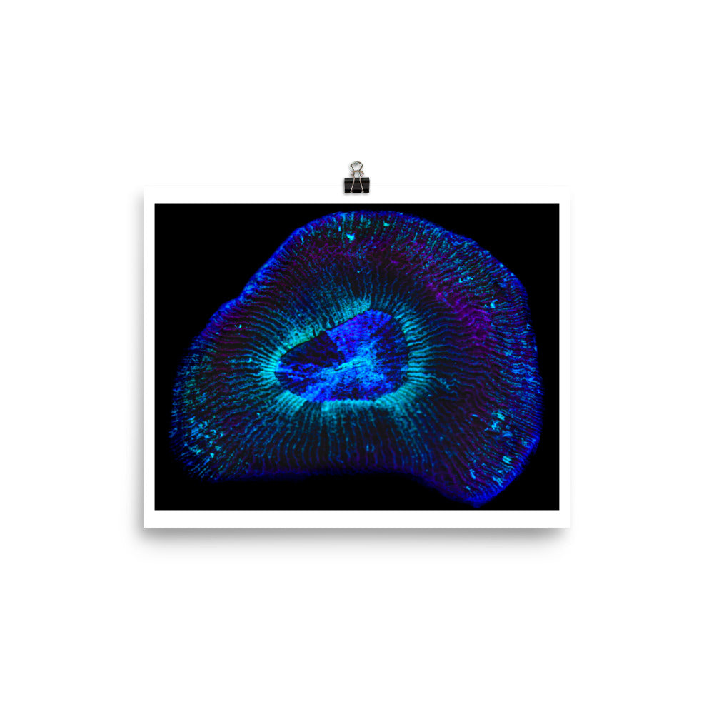 Crown Geode - Fine Art Print - Coral Reef Photography Art
