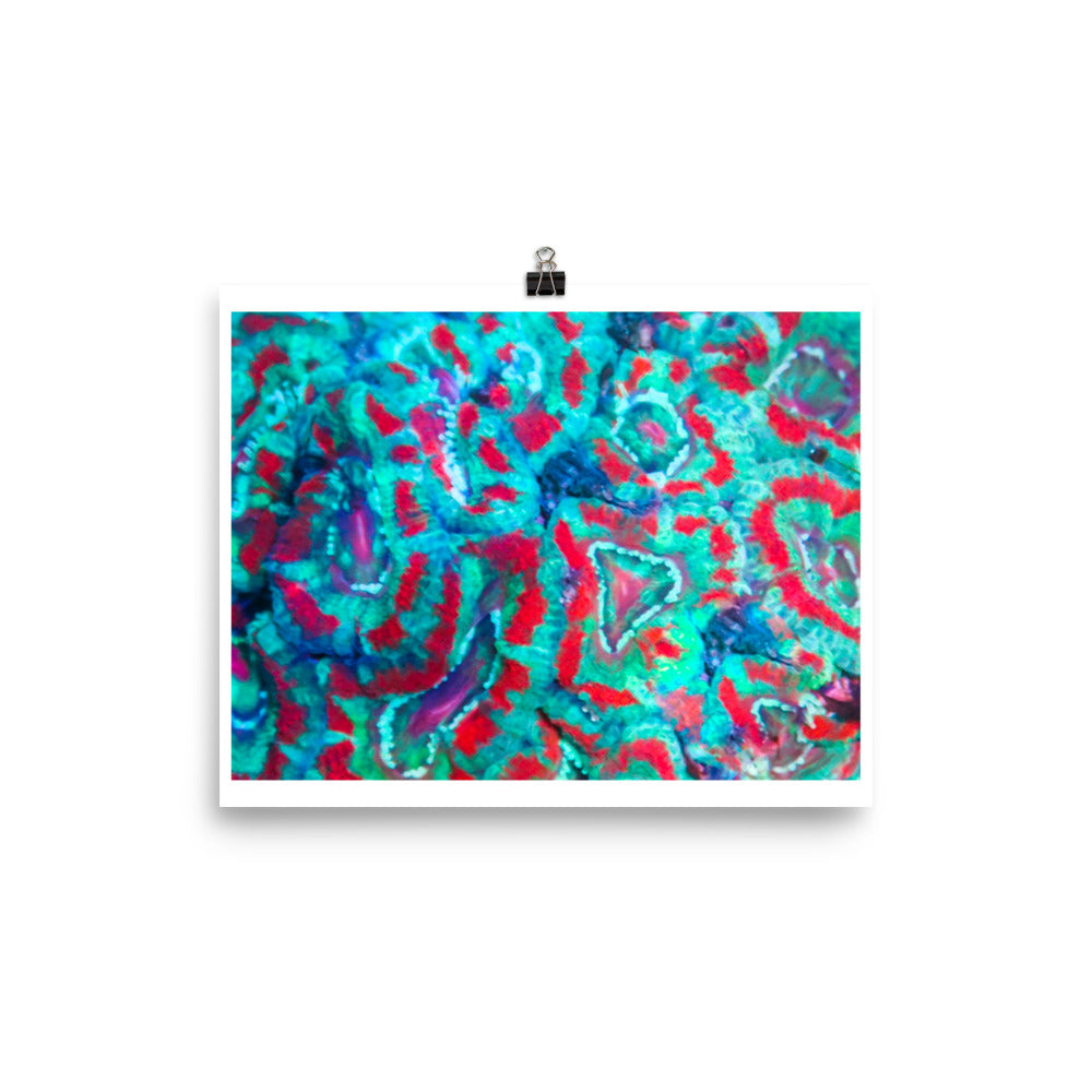Ferr-Alligator - Fine Art Print - Coral Reef Photography Art
