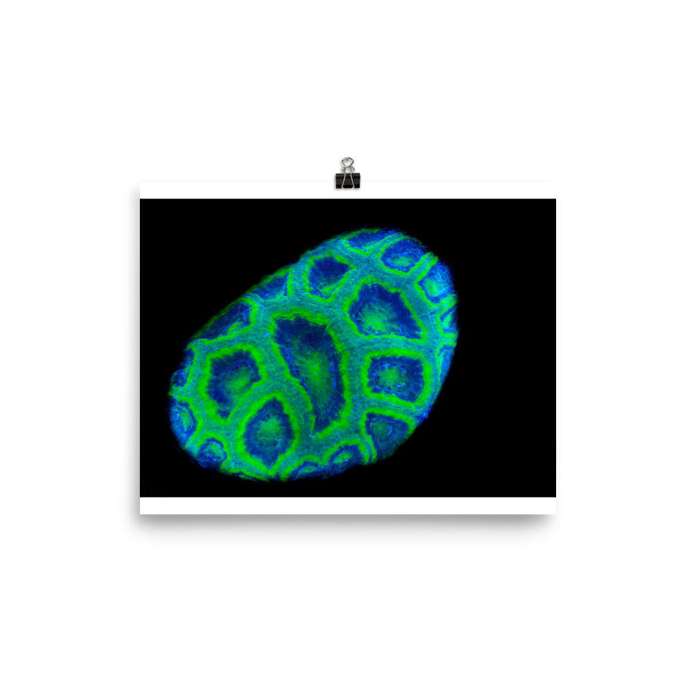Green Petosky - Fine Art Print - Coral Reef Photography Art