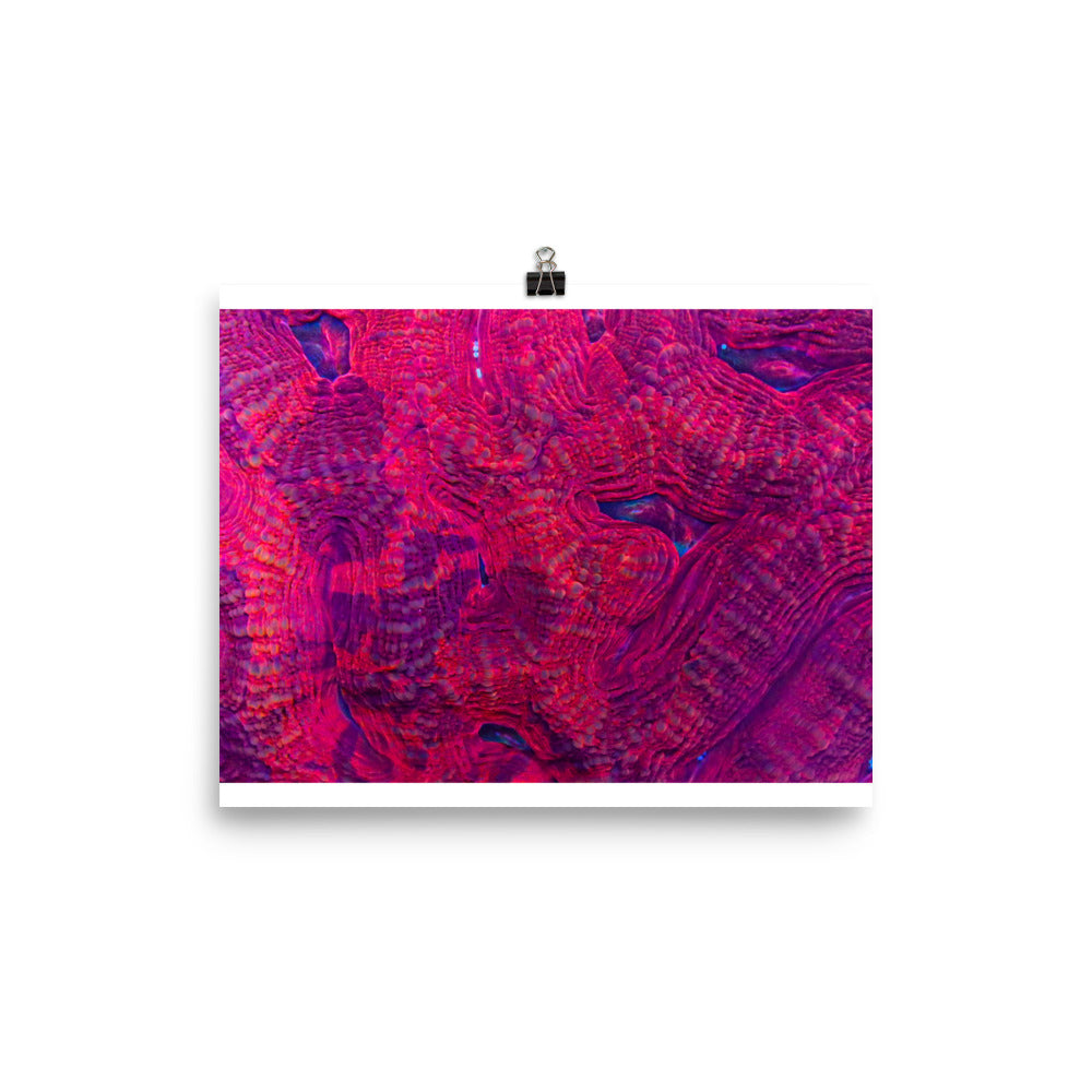 Igneous - Fine Art Print - Coral Reef Photography Art