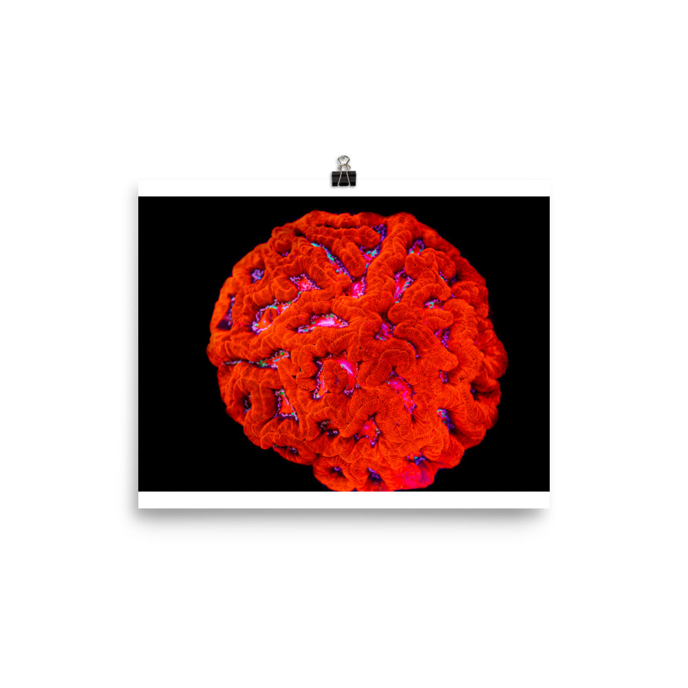 Mars' Craniology - Fine Art Print - Coral Reef Photography Art