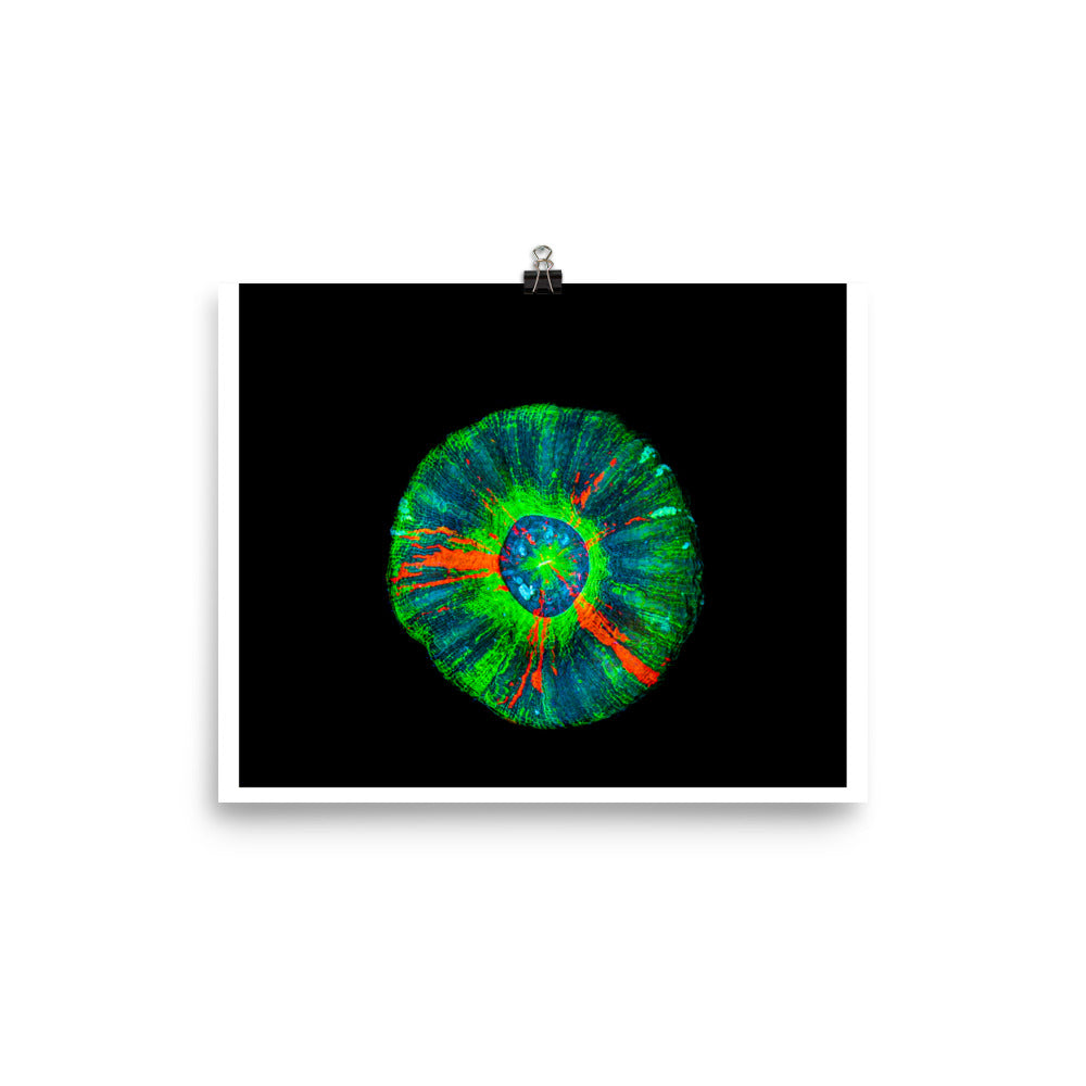 Oculus - Fine Art Print - Coral Reef Photography Art