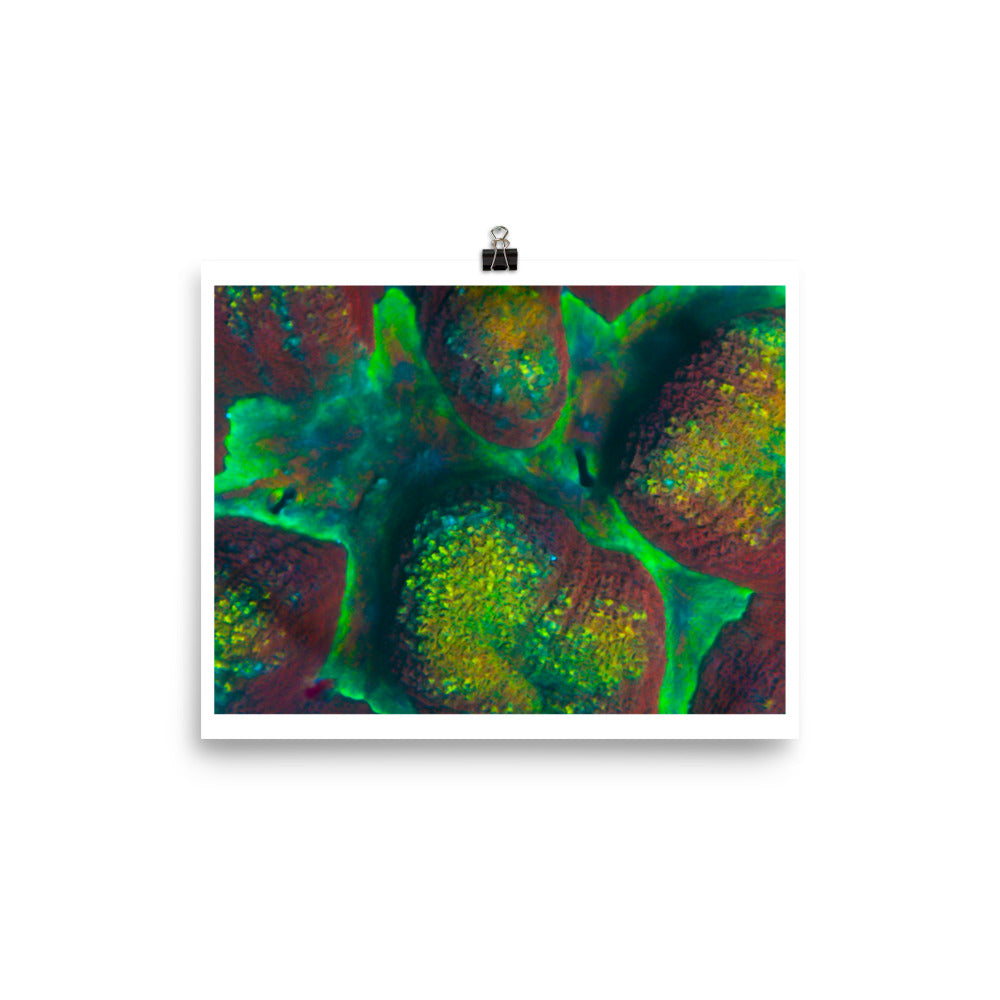 Rainbow Riverside - Fine Art Print - Coral Reef Photography Art