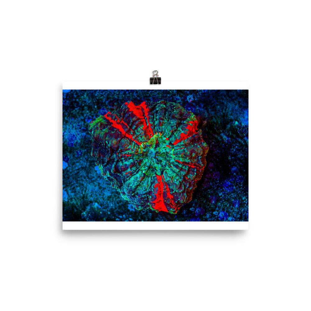 Red Radial - Fine Art Print - Coral Reef Photography Art