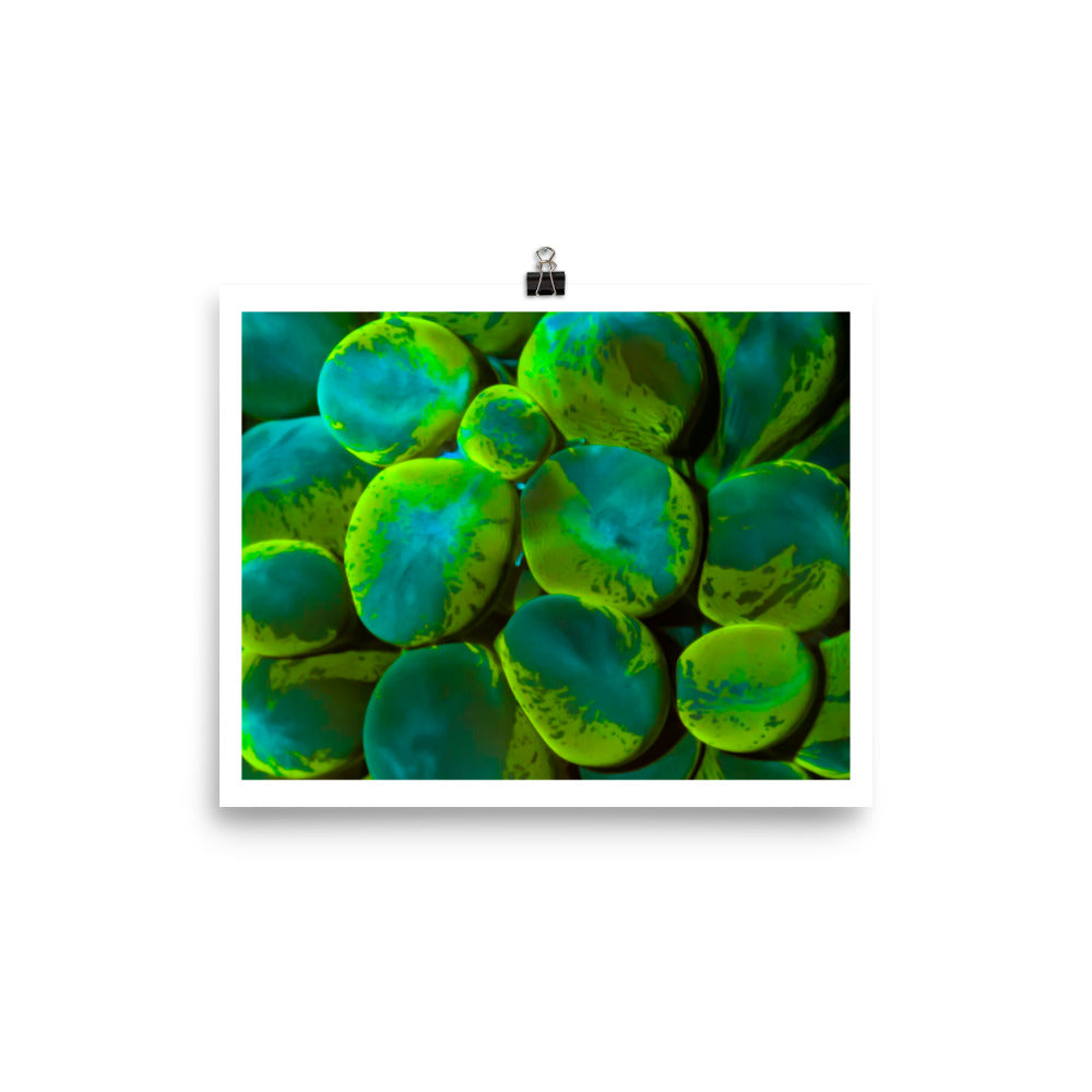 Toxic Spill  - Fine Art Print - Coral Reef Photography Art