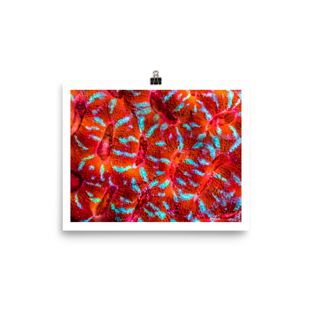 Turquoise Conchas - Fine Art Print - Coral Reef Photography Art