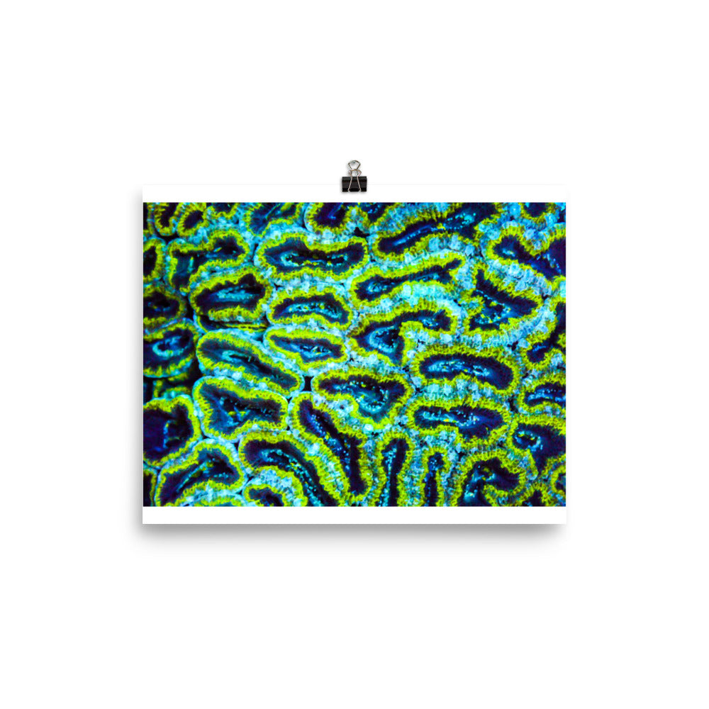 Victors - Fine Art Print - Coral Reef Photography Art