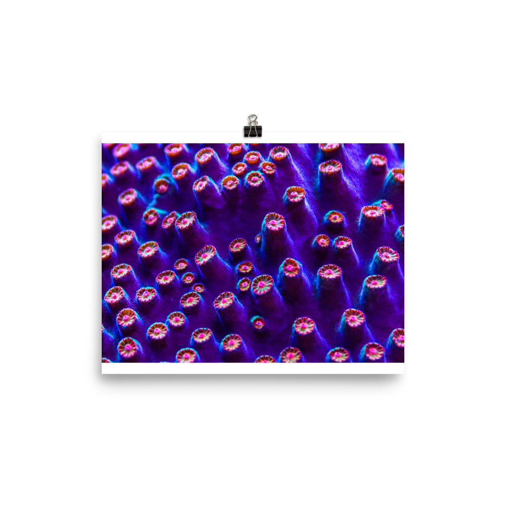 Cavern Wall  - Fine Art Print - Coral Reef Photography Art