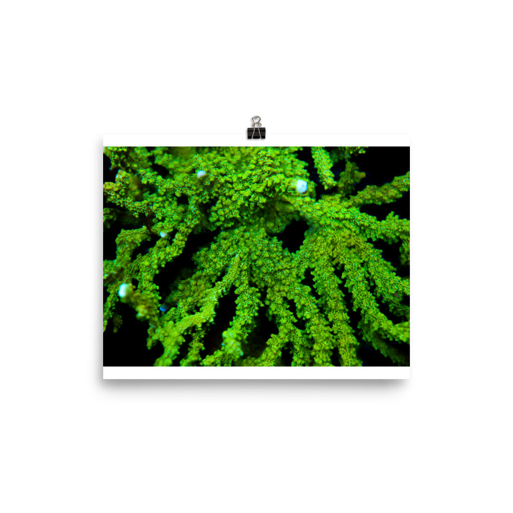 Davy Jones' Silhouette  - Fine Art Print - Coral Reef Photography Art