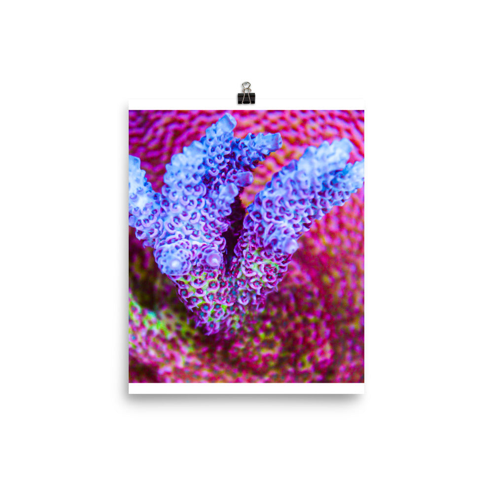 Frosted Tips - Fine Art Print - Coral Reef Photography Art
