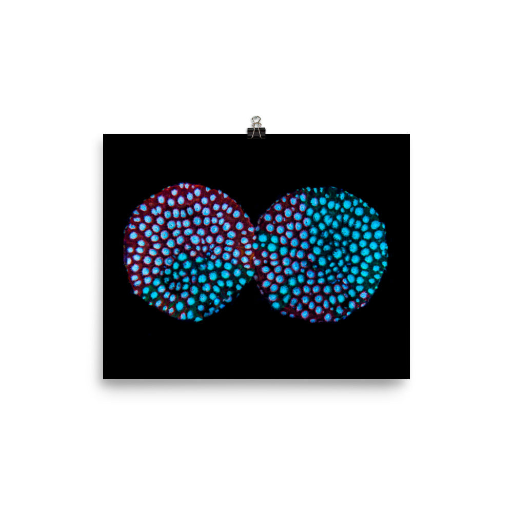 Hypnosis  - Fine Art Print - Coral Reef Photography Art