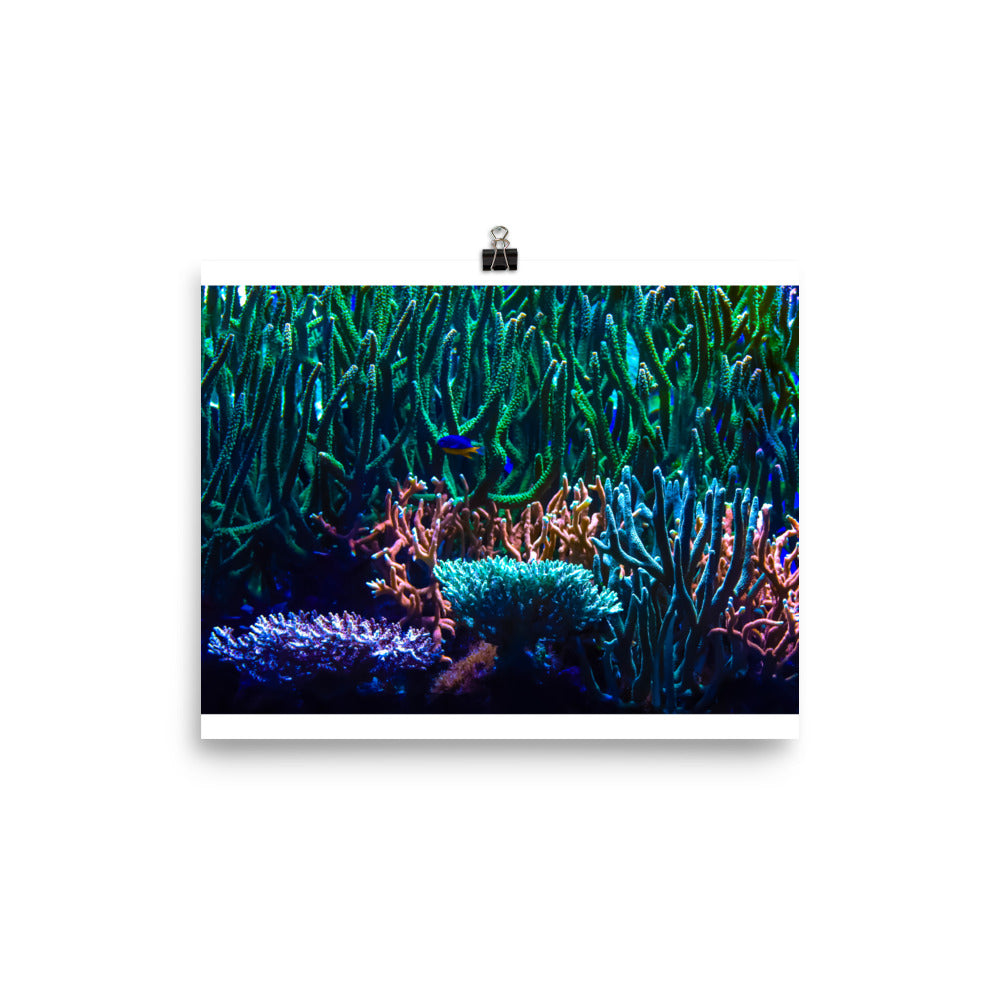 Limestone Forest - Fine Art Print - Coral Reef Photography Art